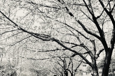 Salient Directions in AI Control